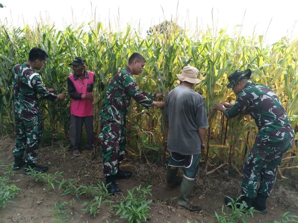 Lanud Husein Sastranegara Perkuat Ketahanan Pangan dengan Optimalisasi Lahan Produktif