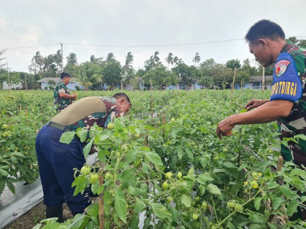 Perkuat Ketahanan Pangan, Lanud RSA Natuna dan Masyarakat Kembangkan RSA Farm