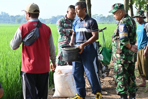 Babinpotdirga Lanud SKI Turun ke Sawah, Kawal Perkembangan Padi