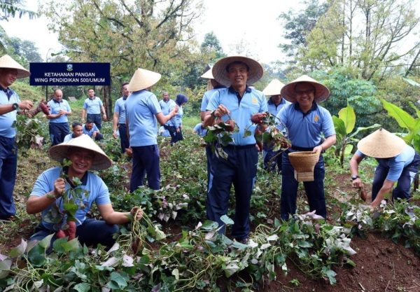 Ketahanan Pangan Nasional, Wingdik 500/Umum Panen Kacang Panjang dan Ubi Jalar