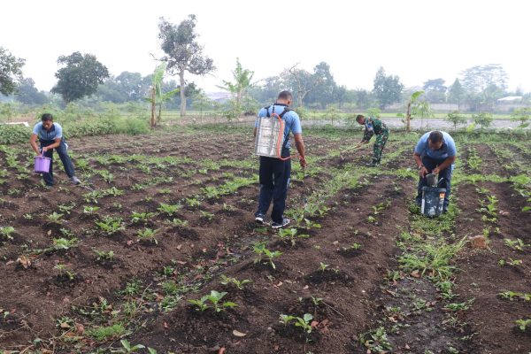 Prajurit Lanud Sulaiman Rawat Tanaman Terong, Perkuat Dukungan Ketahanan Pangan Nasional