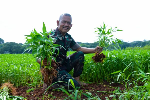 Lanud Halim Perdanakusuma Perkuat Ketahanan Pangan melalui Panen Kangkung di Halim Farm