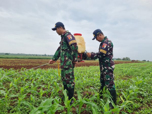 Kendalikan Hama, Babinpotdirga Lanud R. Suryadi Suryadarma Semprot Tanaman Jagung untuk Hasil Panen Optimal