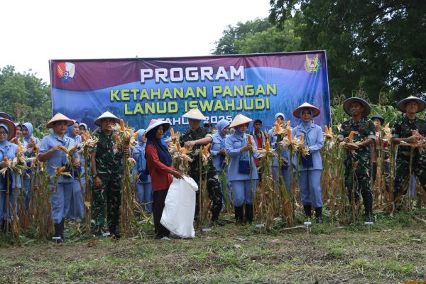 Dukung Ketahanan Pangan, Lanud Iswahjudi Panen Jagung
