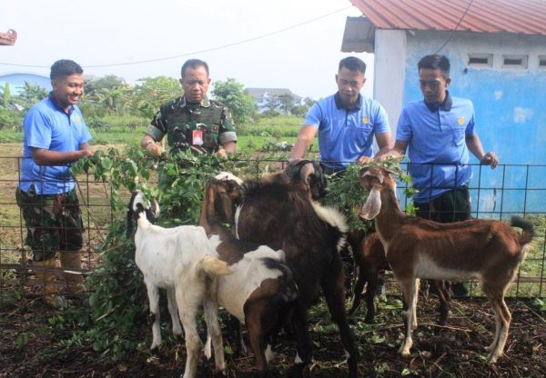 Setukpa Lanud Adi Soemarmo Dukung Ketahanan Pangan Melalui Peternakan Kambing