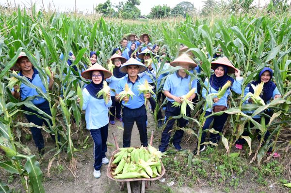 Dukung Program Ketahanan Pangan, Lanud Roesmin Nurjadin Panen Jagung