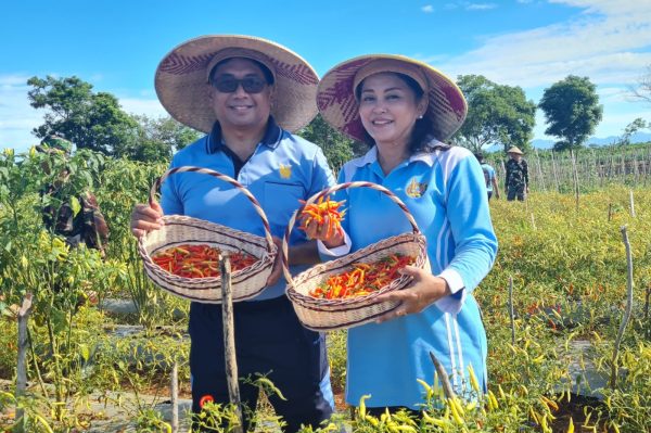 Lanud El Tari Panen Cabai Rawit Zahra dan Kacang Panjang, Perkuat Program Ketahanan Pangan