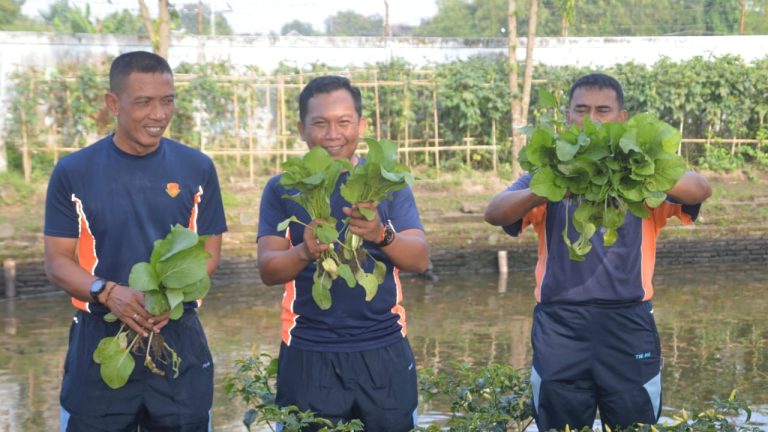 Denhanud 474 Kopasgat Gelar Panen Raya, Perkuat Ketahanan Pangan Satuan