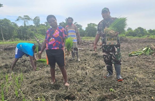Lanud Yohanis Kapiyau Timika Dukung Ketahanan Pangan, Babinpotdirga Dampingi Petani Suku Kamoro Tanam Padi Gogo
