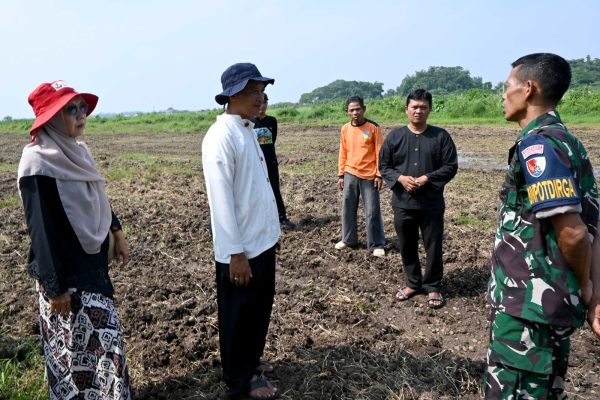 TNI AU AMPUH: Budidaya Jagung Lanud Wiriadinata Perkuat Ketahanan Pangan Nasional