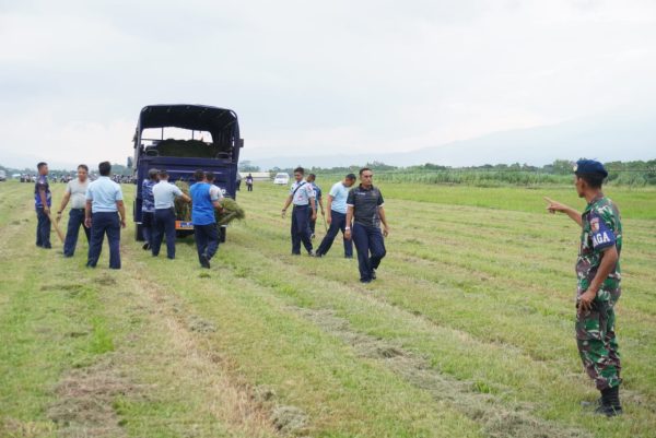 TNI AU AMPUH Berinovasi, Lanud Wiriadinata Manfaatkan Rumput Liar untuk Dukung Ketahanan Pangan Nasional