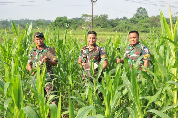 Dukung Ketahanan Pangan Nasional, Babinpotdirga Lanud Adisutjipto Rawat Tanaman Jagung