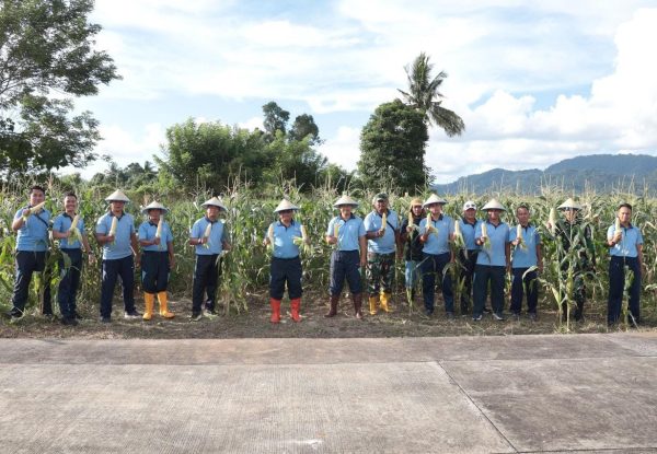 Perkuat Kemandirian Pangan yang AMPUH, Lanud Sam Ratulangi Panen Jagung di Lahan Produktif