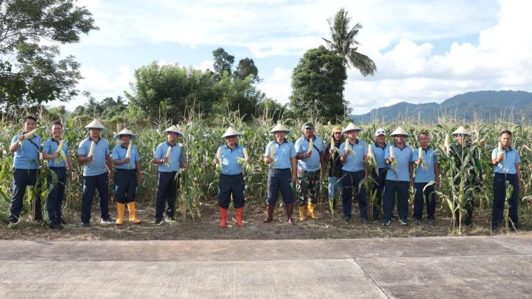 Perkuat Kemandirian Pangan yang AMPUH, Lanud Sam Ratulangi Panen Jagung di Lahan Produktif