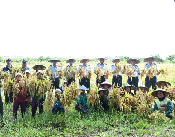 Panen Raya Padi di Lanud Muljono, Cerminkan Semangat TNI AU AMPUH dalam Mendukung Ketahanan Pangan Nasional