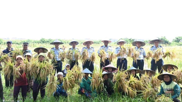 Panen Raya Padi di Lanud Muljono, Cerminkan Semangat TNI AU AMPUH dalam Mendukung Ketahanan Pangan Nasional