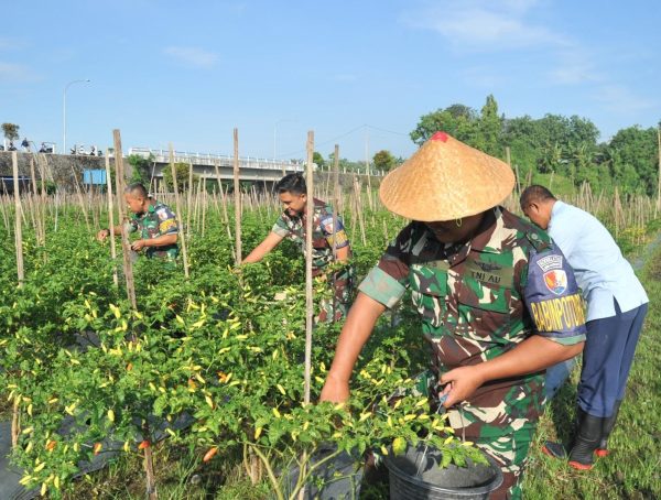 Panen Cabai Varietas Unggul, Lanud Adisutjipto Wujudkan Ketahanan Pangan Berbasis TNI AU AMPUH