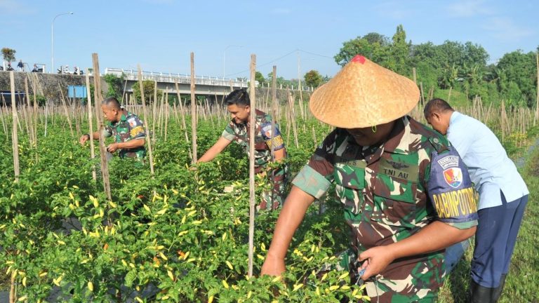 Panen Cabai Varietas Unggul, Lanud Adisutjipto Wujudkan Ketahanan Pangan Berbasis TNI AU AMPUH