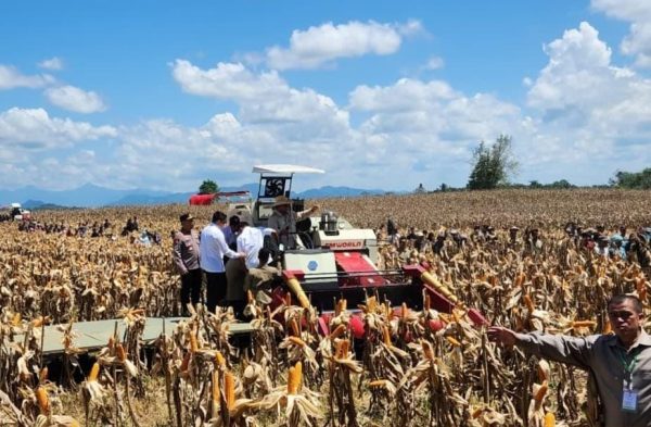TNI AU AMPUH Dukung Ketahanan Pangan Nasional, Lanud Harry Hadisoemantri Jadi Lokasi Panen Raya Jagung Bersama Presiden RI