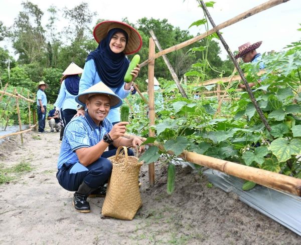 Lanud Sjamsudin Noor Panen Timun, Bukti Nyata Peran TNI AU AMPUH dalam Mendukung Ketahanan Pangan Nasional