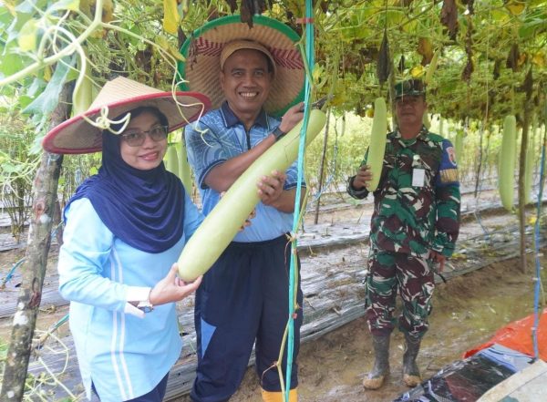 Danlanud HLO dan Personel Lanud HLO Laksanakan Panen Raya Labu Air