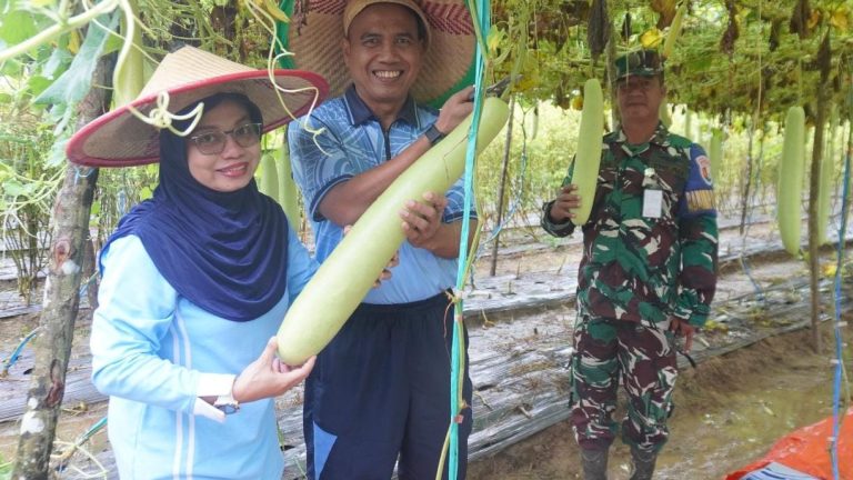 Danlanud HLO dan Personel Lanud HLO Laksanakan Panen Raya Labu Air