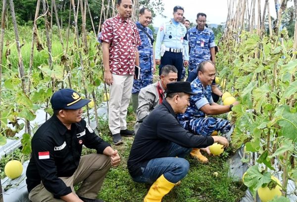 TNI AU AMPUH Dukung Ketahanan Pangan: Lanud Haluoleo Gelar Panen Raya Melon Golden Bersama Pemkab Konsel