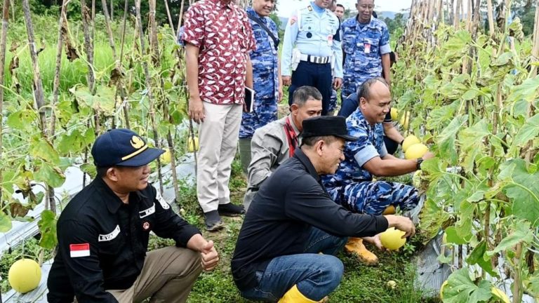 TNI AU AMPUH Dukung Ketahanan Pangan: Lanud Haluoleo Gelar Panen Raya Melon Golden Bersama Pemkab Konsel