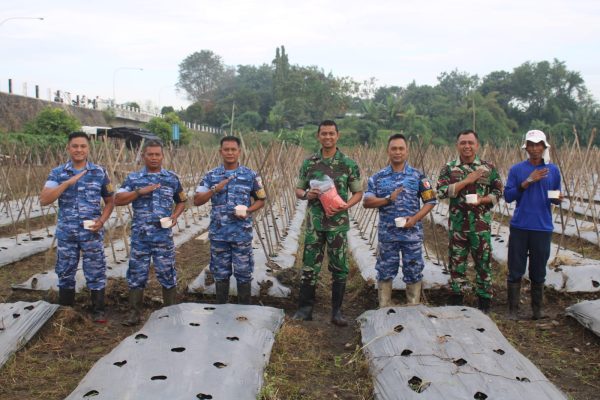 Dukung Ketahanan Pangan, Lanud Adisutjipto Tanam Jagung Varietas Pertiwi JP-3