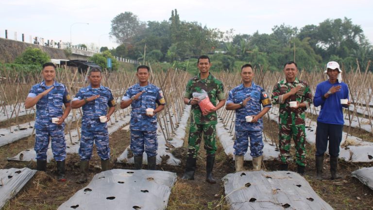 Dukung Ketahanan Pangan, Lanud Adisutjipto Tanam Jagung Varietas Pertiwi JP-3