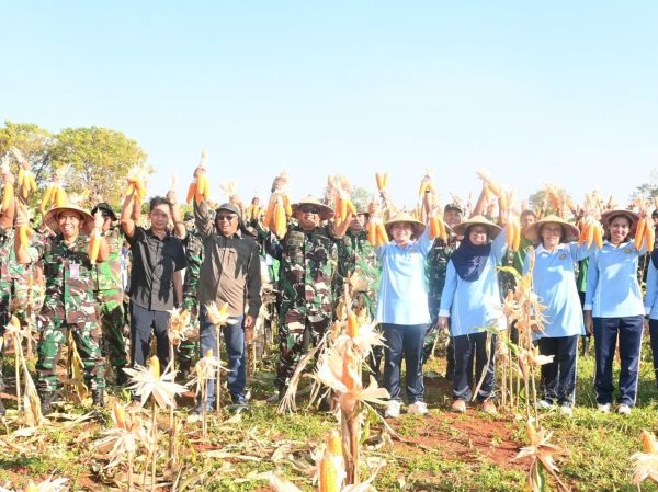 Lanud El Tari Panen Ratusan Kilo Jagung Lamuru