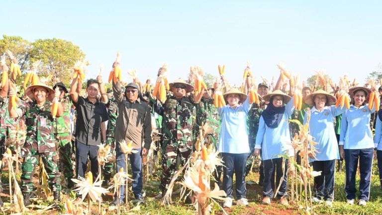 Lanud El Tari Panen Ratusan Kilo Jagung Lamuru