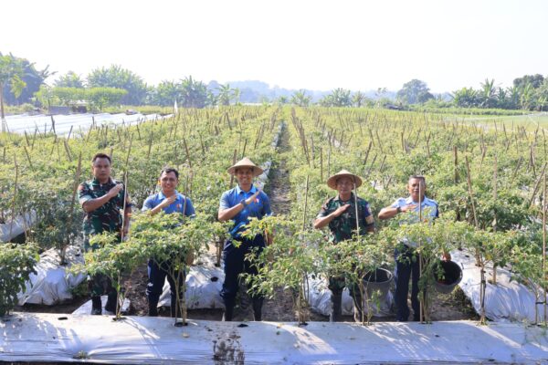 Dukung Ketahanan Pangan Nasional, Lanud Adisutjipto Panen Buah dan Sayuran