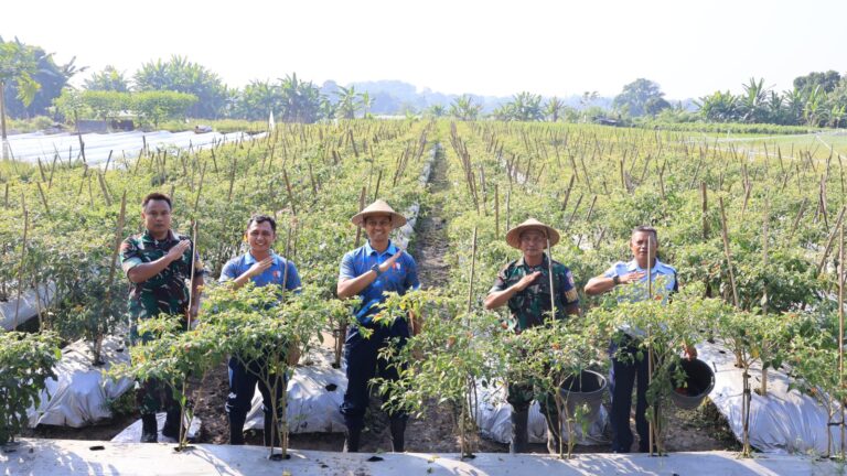 Dukung Ketahanan Pangan Nasional, Lanud Adisutjipto Panen Buah dan Sayuran