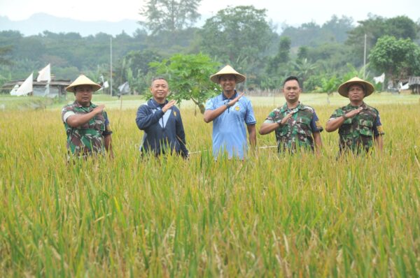 Lanud Adisutjipto Panen Padi Ciherang di Lahan Seluas 15 Hektar