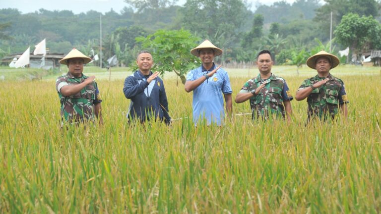 Lanud Adisutjipto Panen Padi Ciherang di Lahan Seluas 15 Hektar