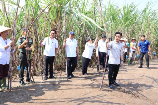 Panen Tebu di Lahan Ketahanan Pangan Lanud Adisutjipto, Wapres RI Apresiasi TNI AU