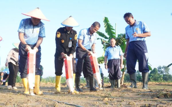 Danlanud Haluoleo Tanam Jagung, Perkuat Ketahanan Pangan Wilayah