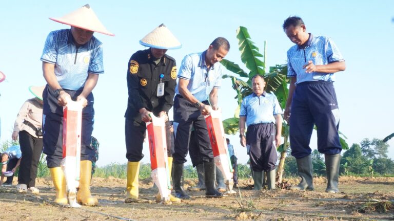 Danlanud Haluoleo Tanam Jagung, Perkuat Ketahanan Pangan Wilayah