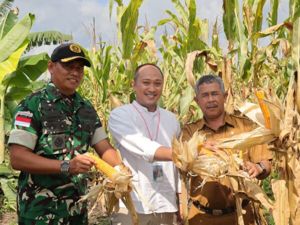 Denhanud 477 Kopasgat Panen Jagung Dukung Ketahanan Pangan Nasional
