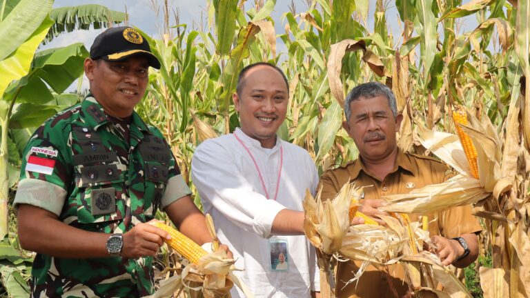 Denhanud 477 Kopasgat Panen Jagung Dukung Ketahanan Pangan Nasional