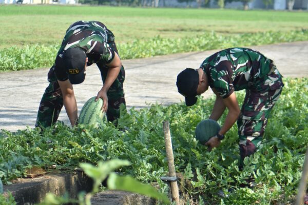 Lahan Sempit Bukan Halangan, Denhanud 473 Kopasgat Panen Semangka Dukung Ketahanan Pangan