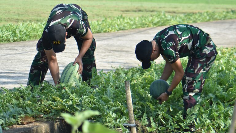 Lahan Sempit Bukan Halangan, Denhanud 473 Kopasgat Panen Semangka Dukung Ketahanan Pangan