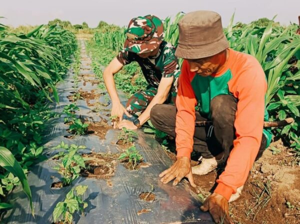 Lanud Husein Sastranegara Dukung Ketahanan Pangan di Pesisir Garut
