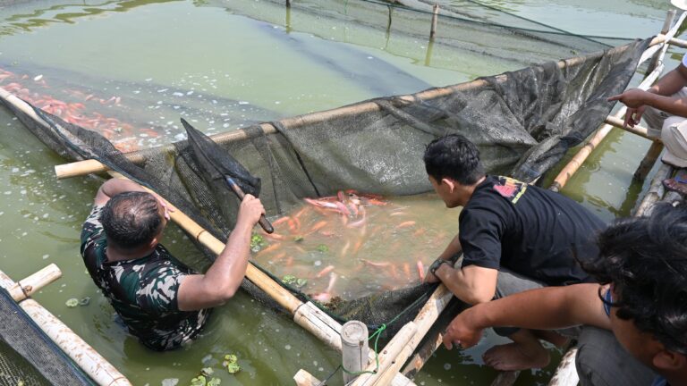 Lanud Sugiri Sukani Panen Perdana Ikan Nila Dukung Ketahanan Pangan