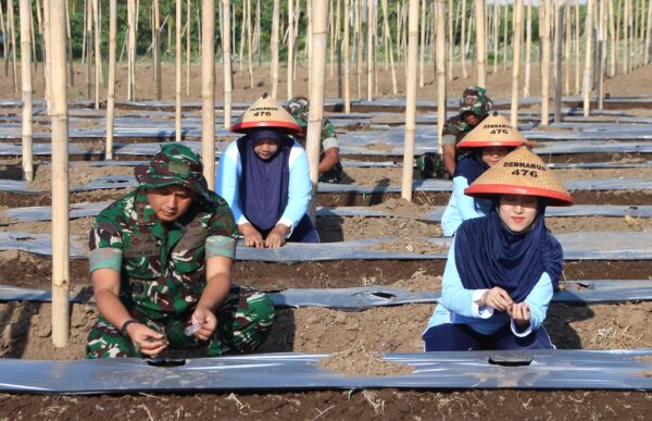 Denhanud 476 Korpasgat Tanam Bibit Gambas Dukung Ketahanan Pangan Nasional