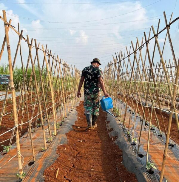 100 Kg Buncis Hasil Ketahanan Pangan Lanud Suryadarma Disalurkan ke SPPG untuk Dukung Program MBG