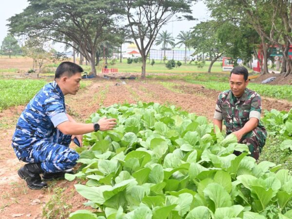 Lanud SMH Kembangkan Lahan Sayur 6 Hektar untuk Ketahanan Pangan