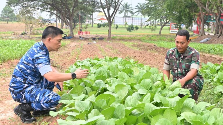 Lanud SMH Kembangkan Lahan Sayur 6 Hektar untuk Ketahanan Pangan