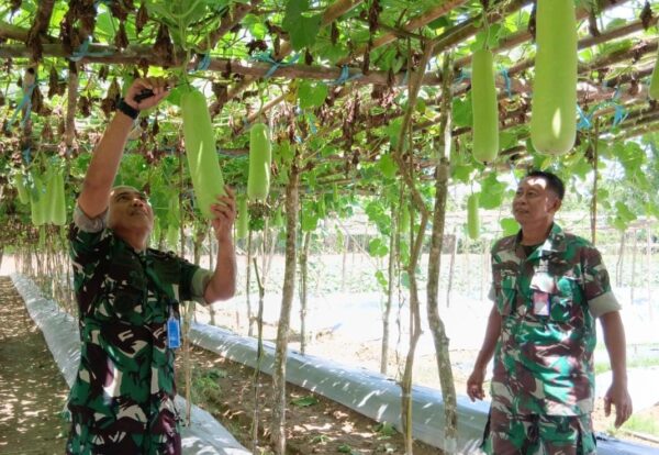 Lanud Haluoleo Gelar Panen Raya Labu Air Tahap Kedua, Wujudkan Ketahanan Pangan di Konawe Selatan